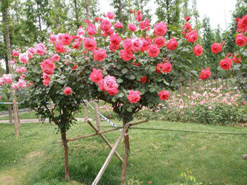 玫瑰海棠的栽培技术要点