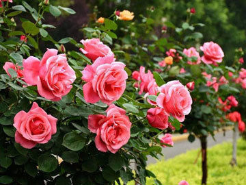 不同颜色玫瑰花的花语是什么？