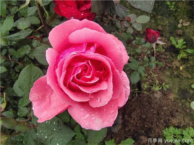 蔷薇、月季、玫瑰被称作“蔷薇三姐妹”,对吗(图1)