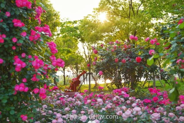 上海前滩休闲公园，月季花海盛景等你赏(图1)