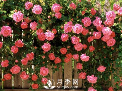美丽乡村种下玫瑰 开出致富花(图1)