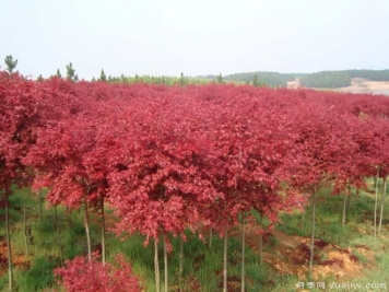 美国红枫的扦插条件及环境要求