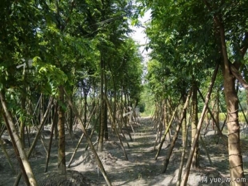 朴树种植和养护的四大注意事项