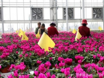 扬州高邮：每天发货30万株，花工厂绽放乡村振兴致富花