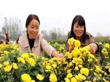 农民种植菊花，既能欣赏也能致富发家