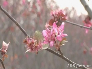 菏泽成武：千亩海棠反季节开花，逆袭深秋成一景