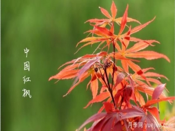 红枫，4个红枫品种是秋日植物里亮丽的风景线
