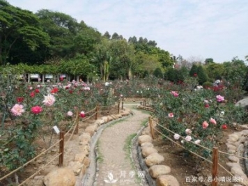 广州“五彩缤纷”的月季花园，开满全园，游客赞道太美了