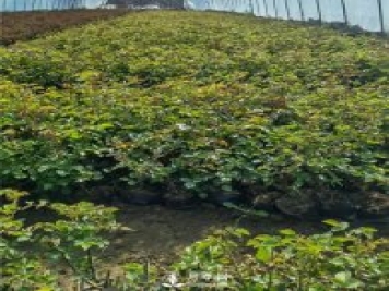 各类盆栽月季上市，南阳杯苗基地全国批发中