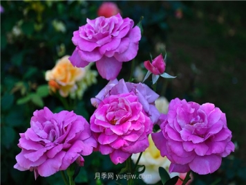 南昌滨江月季园，带你去看天下风流的江西月季花