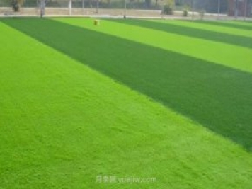 运动场常用的暖季型草坪-结缕草