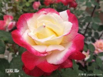大花月季（Grandiflora Roses，简称Gr)