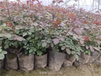 盆栽月季花的种植方法