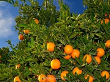 橘子树的养护技巧