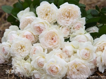 11朵白玫瑰的含义和花语