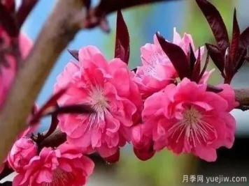 红叶碧桃的种植养护及修剪技术方法介绍
