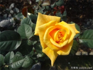 黄玫瑰代表什么意思？黄玫瑰寓意？黄玫瑰的花