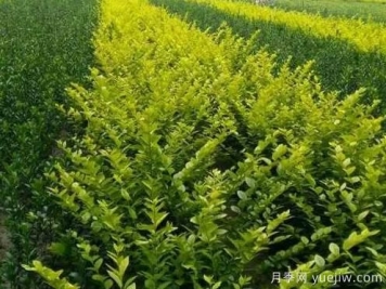大叶黄杨的养殖护理