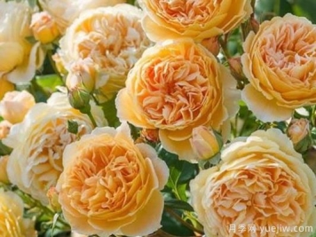 大花香水月季的养护方法，分享10种花香飘满屋