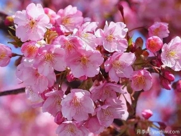 园林绿化中常见的樱花品种主要有哪些？