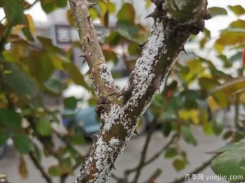 树状月季的桑盾蚧虫害有哪些伤害害，该如何防治？