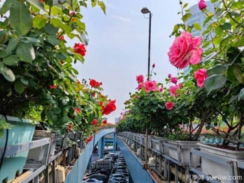 1.2万株月季盛开，南昌八一桥景观花廊拥抱春景