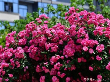 武汉新增多条绝美月季花道，江城处处花海景观