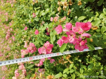 安吉拉月季盆栽苗，60厘米高基地发货