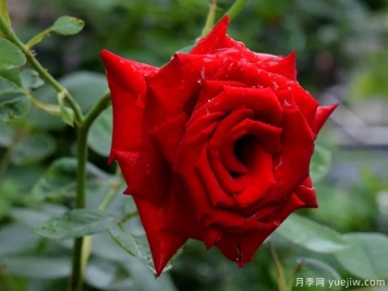 2023年情人节十大玫瑰品种销量榜，卡罗拉位居首位
