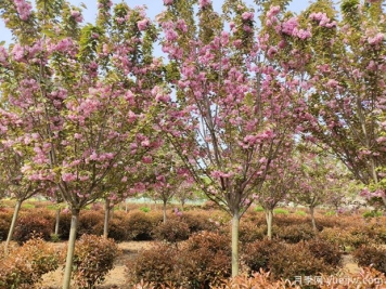 樱花树几年可以开花？日本晚樱开花的观赏价值