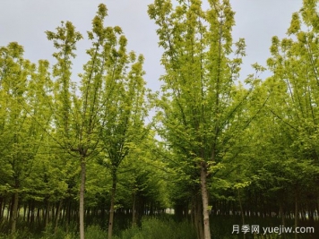 金叶复叶槭的特点、园林用途、管理养护