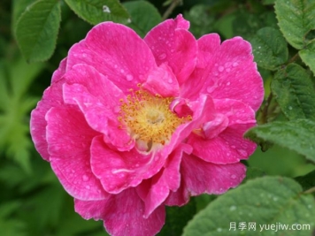 法国蔷薇月季/高卢红/药剂师玫瑰。