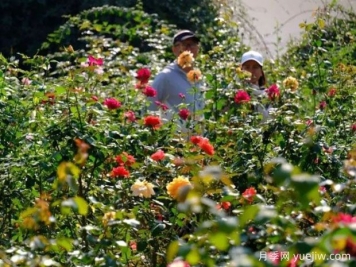 南宁花卉公园3万株月季入盛花期，市民闻香而来