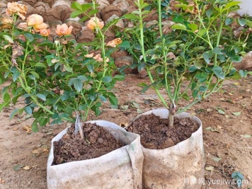 盆栽月季多年不换盆，3个办法也能保持生长旺盛