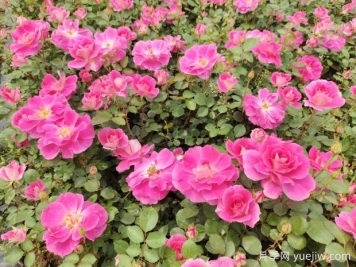 仙境盆栽月季杯苗粉色丰花，绿化工程批发