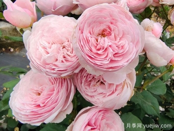 19朵粉色玫瑰花语是什么？