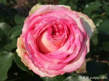 我的玫瑰月季/我的花