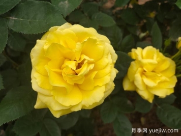 黄玫瑰的花语是什么？黄玫瑰的寓意和象征