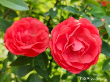 种上木香蔷薇花蛮强爆花，红橙白黄木香你喜欢哪个？