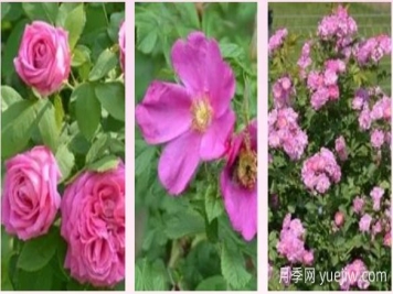 轻松区分月季、玫瑰和蔷薇ROSE三姐妹，不再迷茫于爱情花海