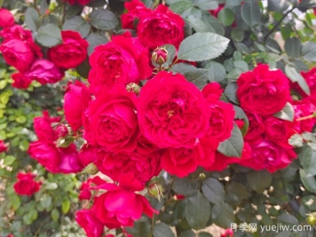 6款红色系的藤本月季品种，适合打造网红花墙
