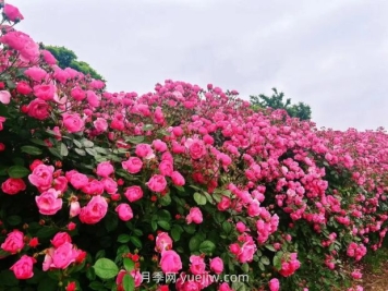 上海放鹤谷无门票，30万朵200多种月季开成了花海