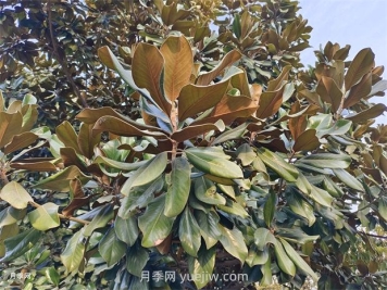 广玉兰是常绿树还是落叶树？