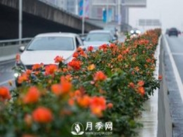月季花期可调控，看武汉10月中旬月季花艳丽开放