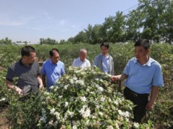 唐河唐栀子，地标农产品成农民增收致富的朝阳产业