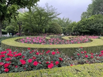 上海复兴公园月季园，月季花开献给市民的视觉盛宴