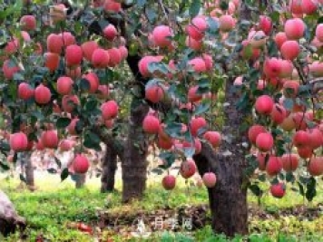 什么是果树的枝干比、枝叶比、叶果比和产出比？