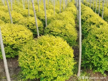 荆门沙洋县十里铺镇4万亩苗木成为致富的绿色产业