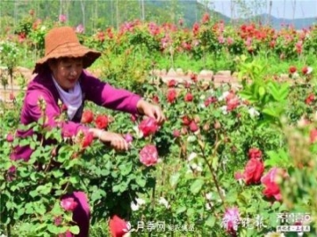 山东淄博沂源60亩月季花竞放，美丽产业助推特色乡村旅游