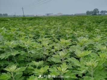南阳艾草种植年产值达数亿元 宛艾艾根艾苗专供在这里